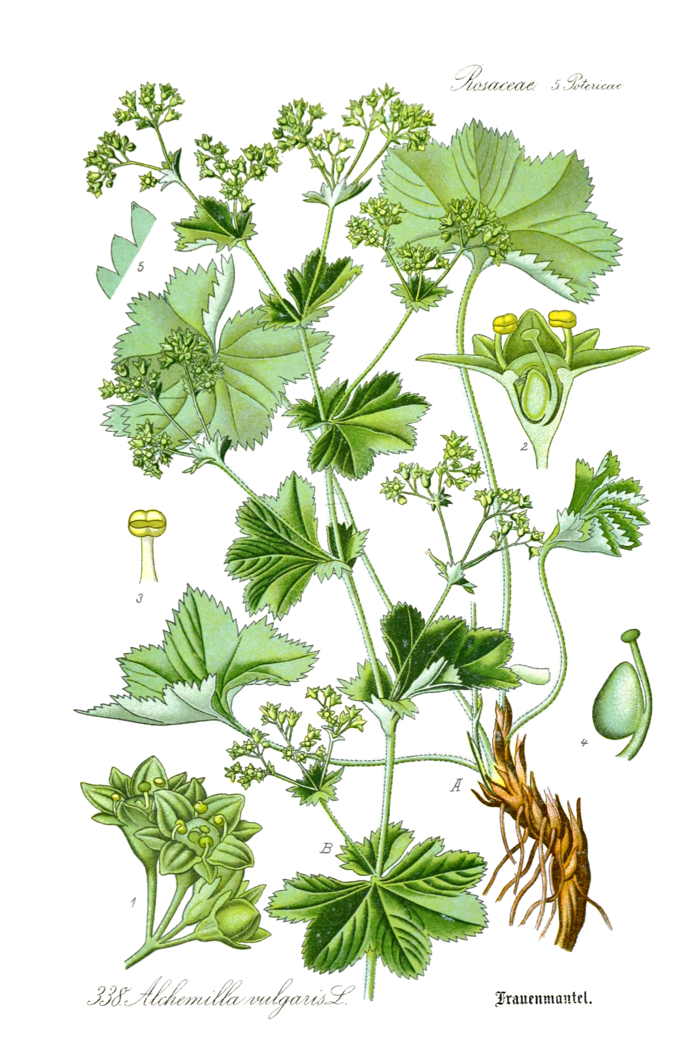 Lady's Mantle