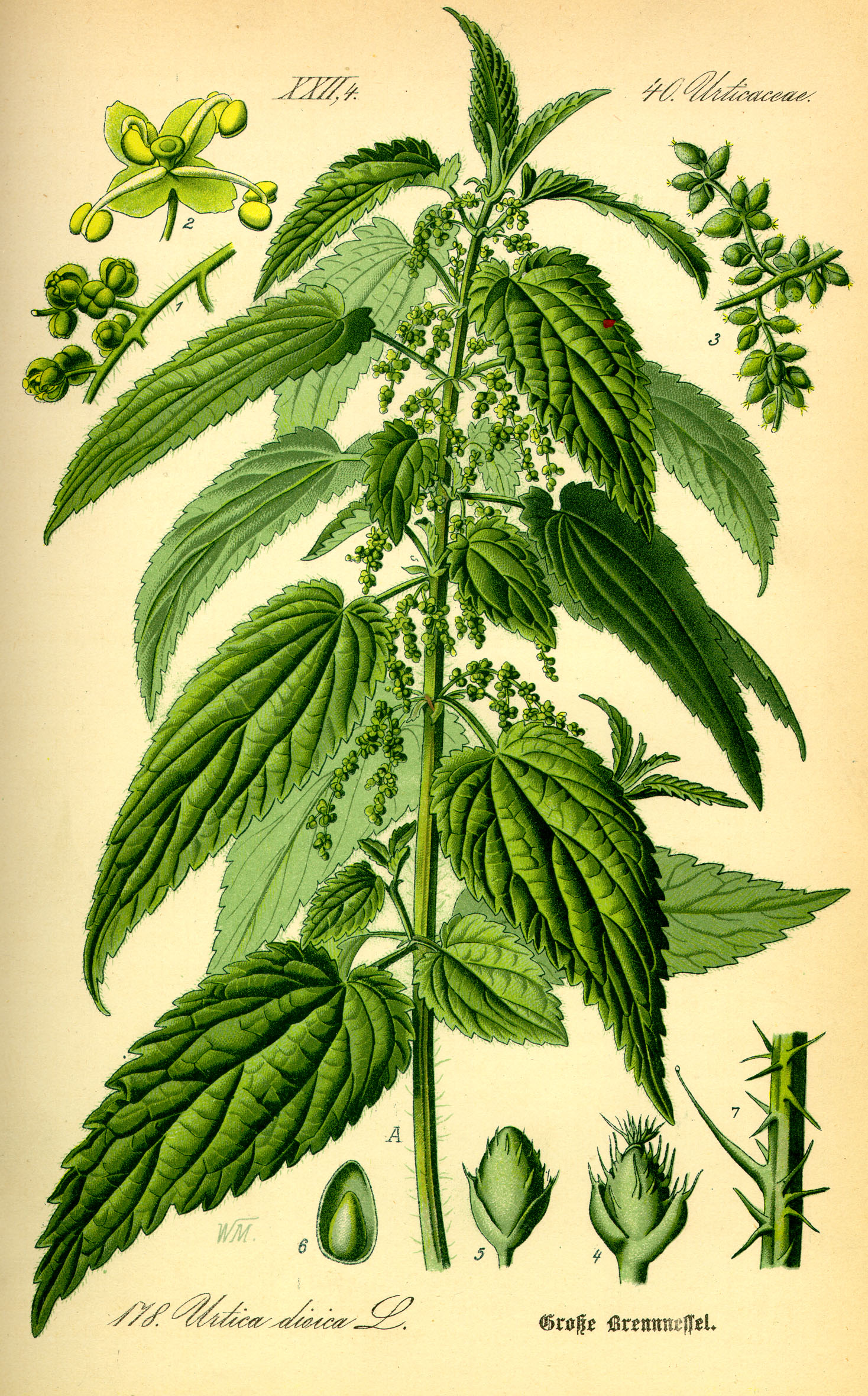 Common nettle / Stinging nettle