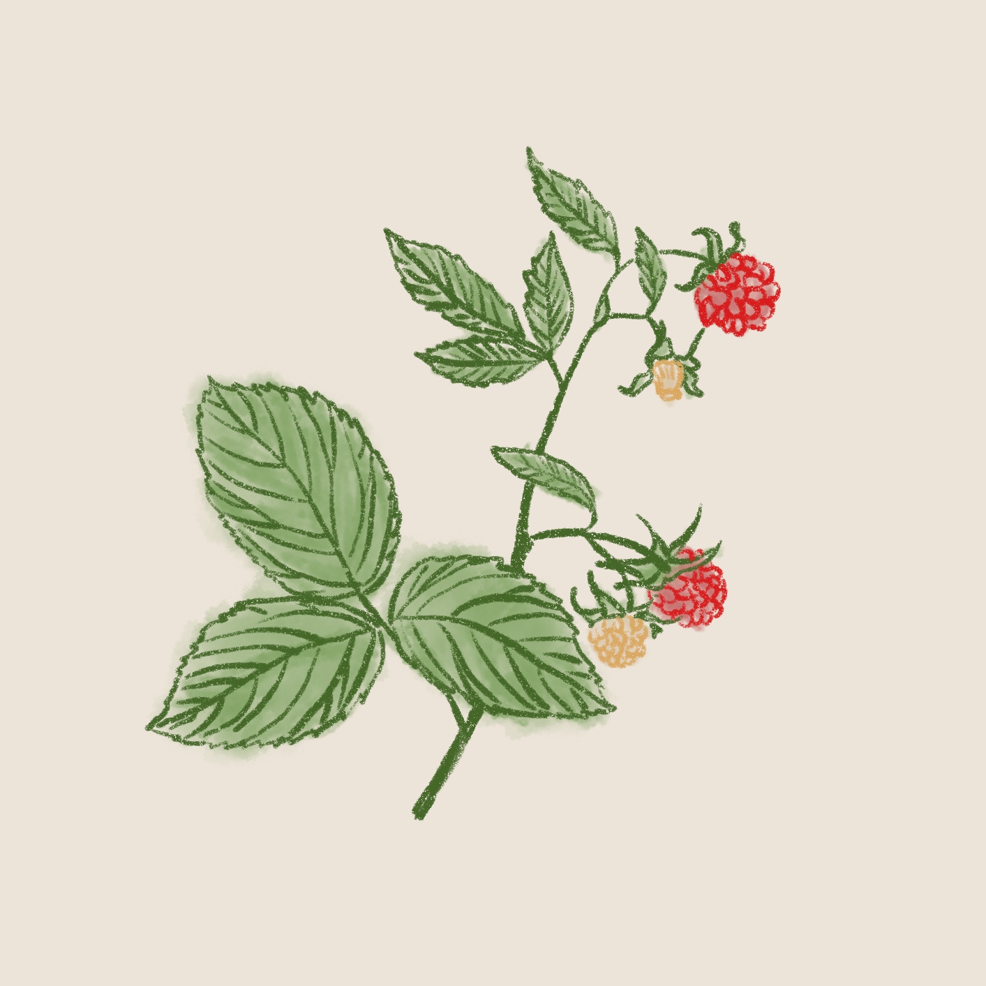Red Raspberry Leaf